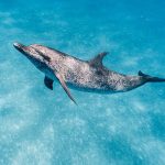 Spotted Dolphin in Marsa Alam