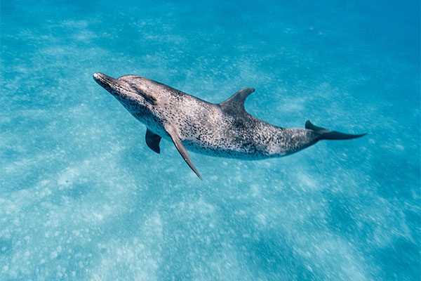 Spotted Dolphin in Marsa Alam