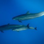 False Killer Whale in Marsa Alam