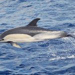 Striped Dolphin in Marsa Alam