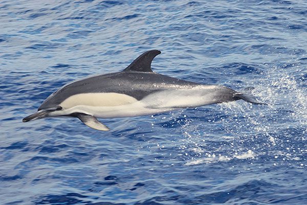 Striped Dolphin in Marsa Alam