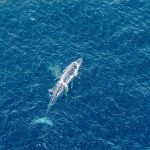 Blue Whale in the Ocean