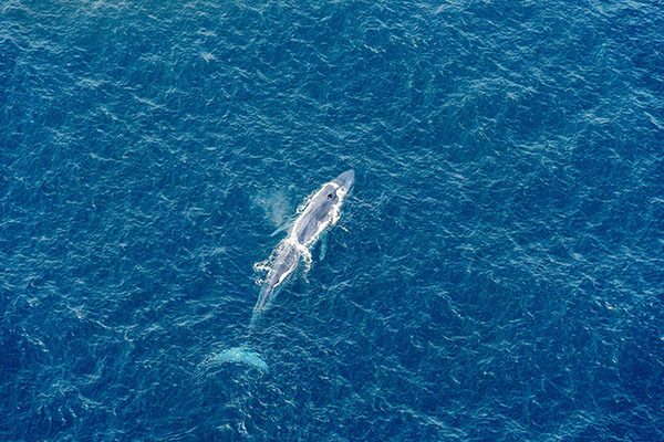 Blue Whale in the Ocean