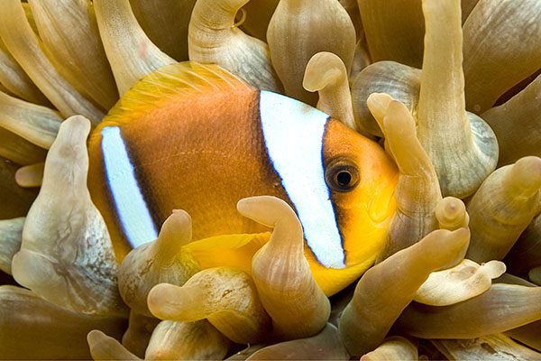 Clownfish in anemone