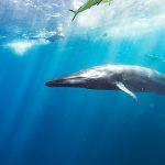 Fin Whale in the Ocean