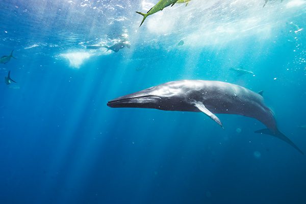 Fin Whale in the Ocean