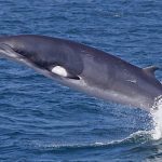 Minke Whale in the Ocean
