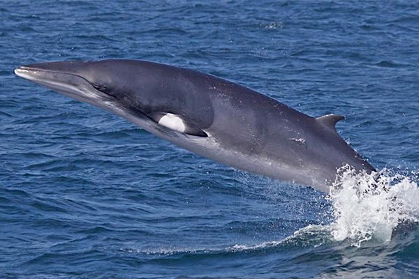 Minke Whale in the Ocean