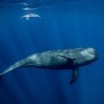 Sperm Whale Diving Deep