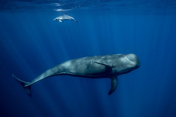Sperm Whale Diving Deep