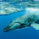 Humpback Whale Breaching