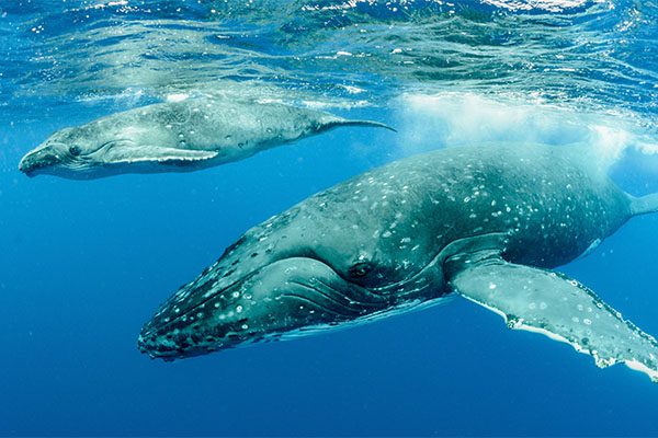 Humpback Whale Breaching