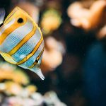 Butterflyfish swimming among corals