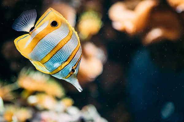 Butterflyfish swimming among corals