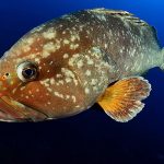 Grouper fish in Marsa Alam
