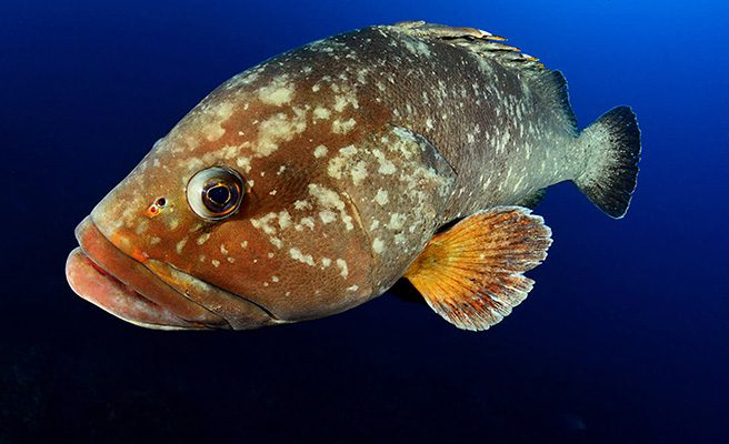 Grouper fish in Marsa Alam