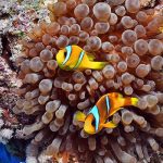 Clownfish in anemone