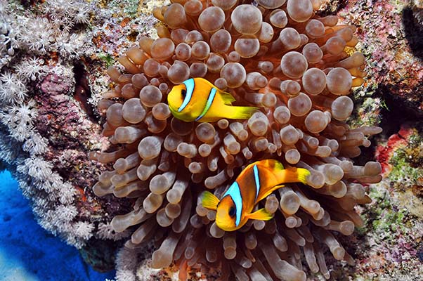 Clownfish in anemone