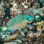 Parrotfish grazing on coral reef