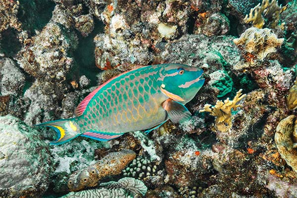 Parrotfish grazing on coral reef