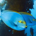 Surgeonfish swimming among corals