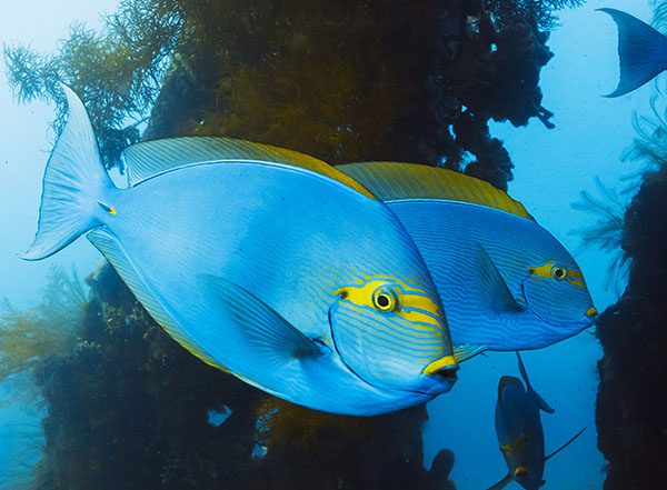 Surgeonfish swimming among corals