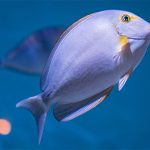 Tang Fish swimming among corals