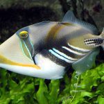 Triggerfish swimming among corals