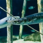 Barracuda fish in Marsa Alam