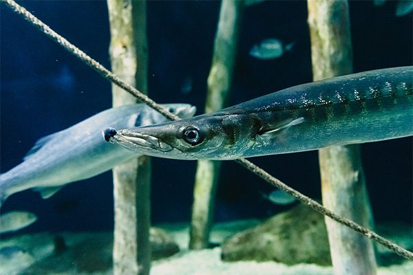 Barracuda fish in Marsa Alam
