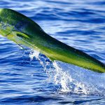 Mahi-Mahi fish in the ocean