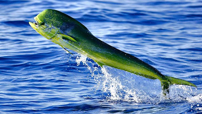 Mahi-Mahi fish in the ocean