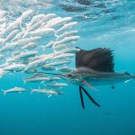 Sailfish leaping out of the water