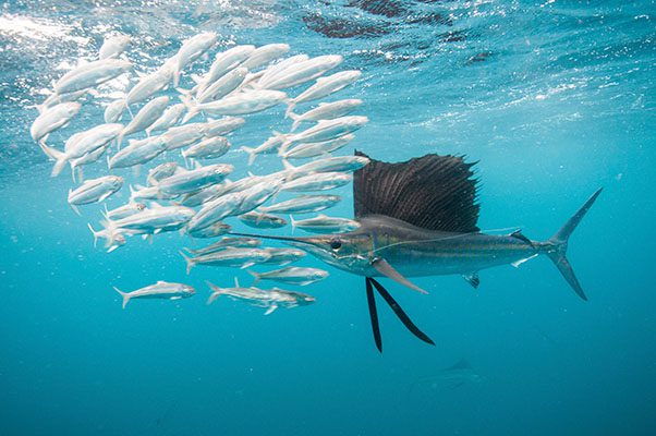 Sailfish leaping out of the water