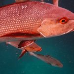 Snapper fish in Marsa Alam