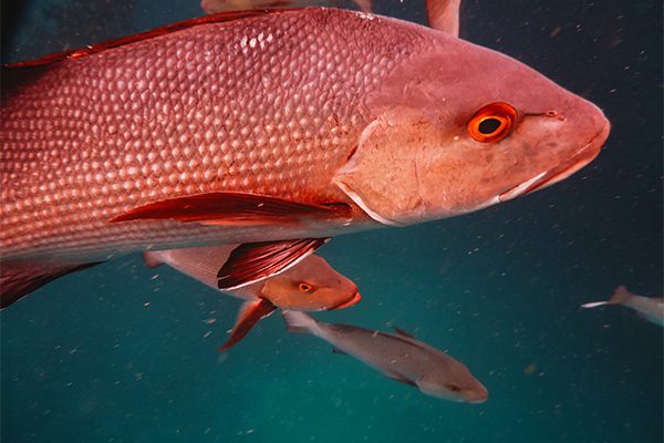 Snapper fish in Marsa Alam