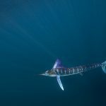 Swordfish in the ocean