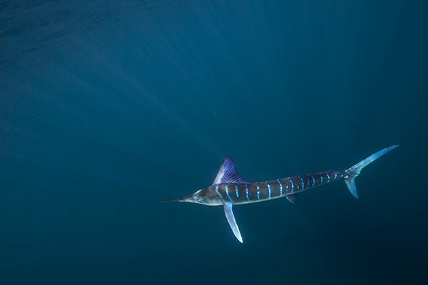 Swordfish in the ocean