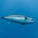 Tuna fish in the open ocean