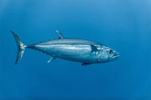 Tuna fish in the open ocean