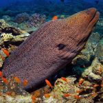 Marsa Alam Giant Moray Eel (Gymnothorax javanicus) Peeking Out – Sambo Divers Red Sea