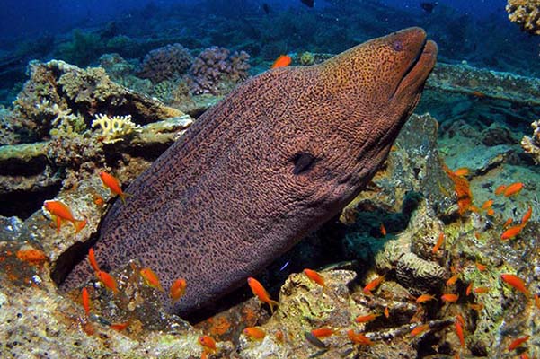 Marsa Alam Giant Moray Eel (Gymnothorax javanicus) Peeking Out – Sambo Divers Red Sea