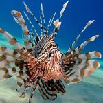 Marsa Alam Lionfish (Pterois spp.) Underwater – Sambo Divers Red Sea