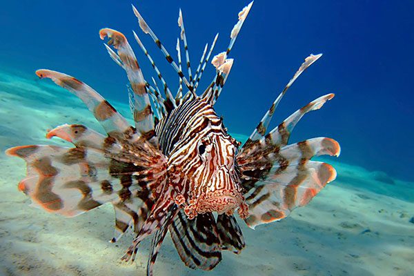 Marsa Alam Lionfish (Pterois spp.) Underwater – Sambo Divers Red Sea