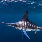 Marlin leaping out of the water