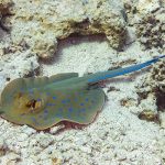 Marsa Alam Blue-Spotted Stingray (Taeniura lymma) Buried in Sand – Sambo Divers Red Sea