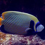 Marsa Alam Emperor Angelfish (Pomacanthus imperator) Adult – Sambo Divers Red Sea