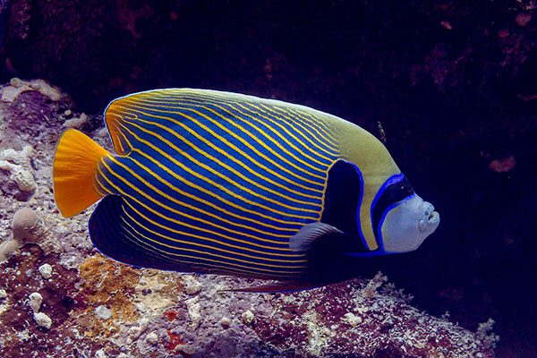 Marsa Alam Emperor Angelfish (Pomacanthus imperator) Adult – Sambo Divers Red Sea