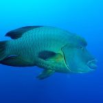 Marsa Alam Napoleon Wrasse (Cheilinus undulatus) Portrait – Sambo Divers Red Sea