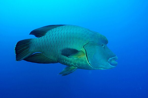 Marsa Alam Napoleon Wrasse (Cheilinus undulatus) Portrait – Sambo Divers Red Sea